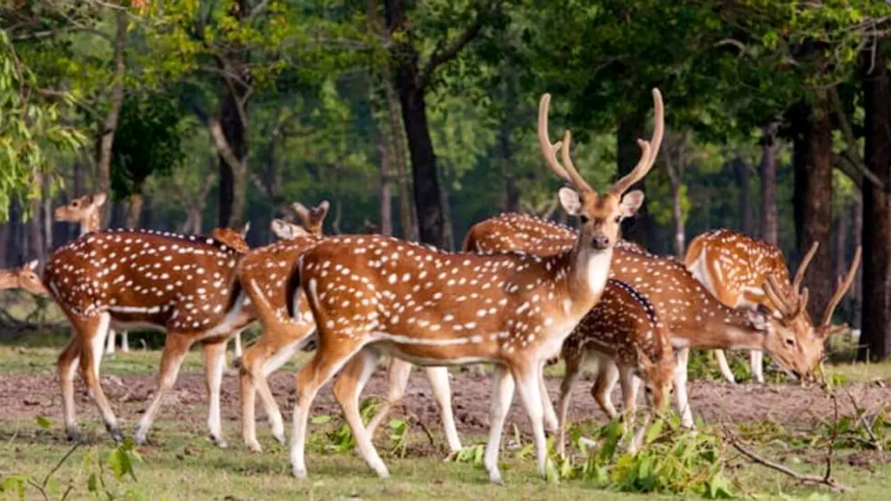 মায়াবী হরিণের নিঝুম দ্বীপ আকর্ষণ করছে পর্যটকদের