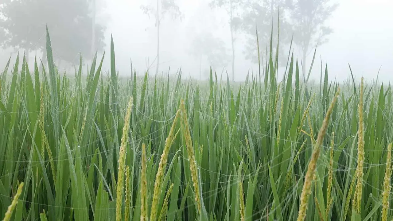 কমতে পারে তাপমাত্রা