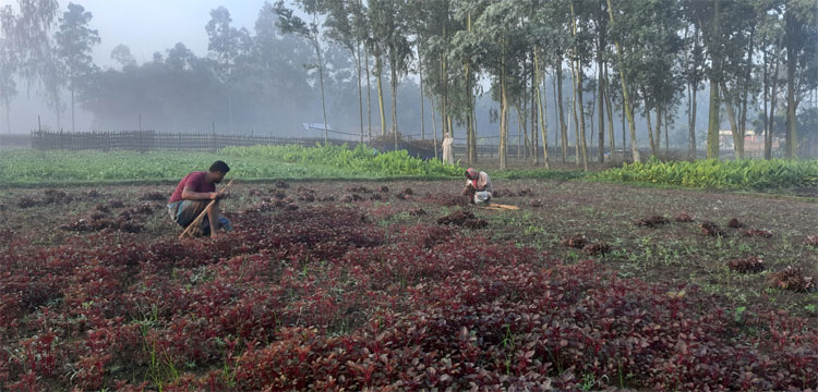Dhaka Post