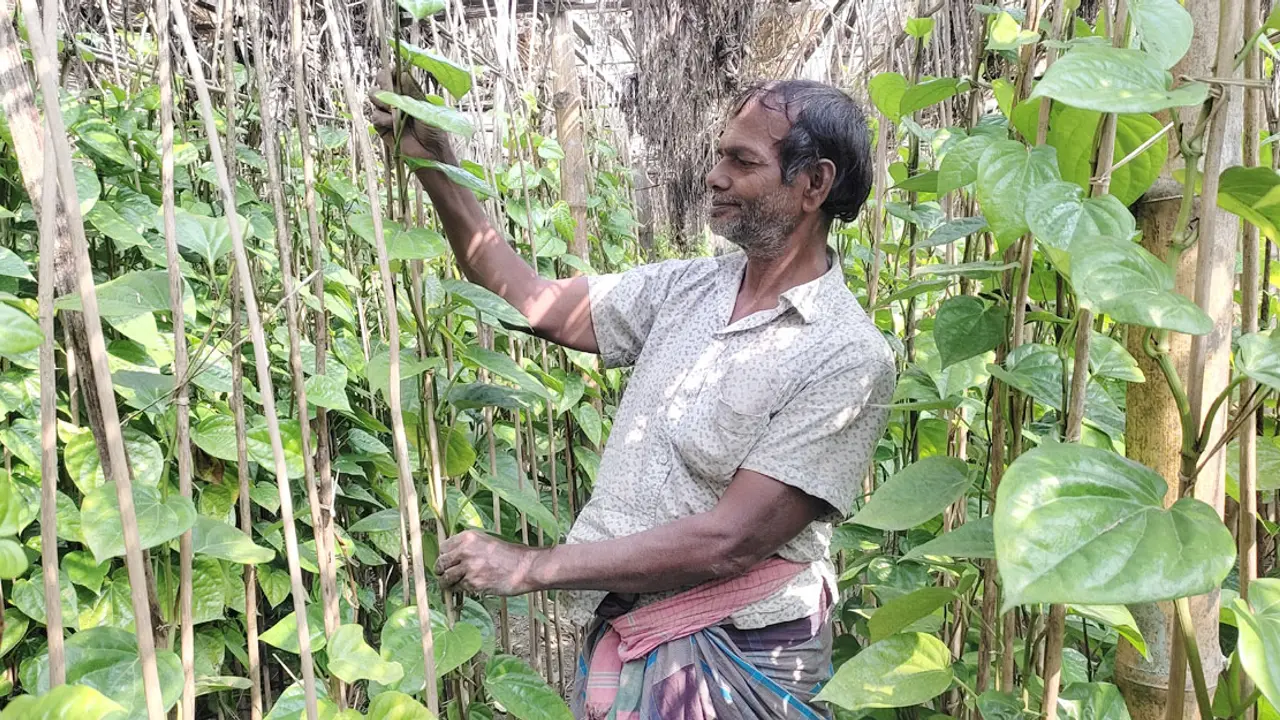 পান রফতানি বন্ধ, মুখ থুবড়ে পড়েছে রাজবাড়ীর পান চাষ