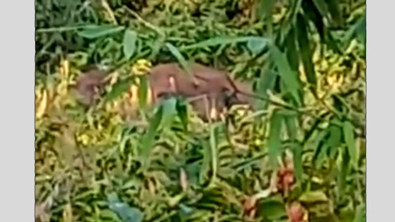 তাহিরপুরে কয়েক গ্রামে নির্ঘুম রাত বাসিন্দাদের