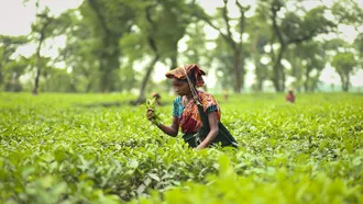 Popular tourist spots in Sylhet