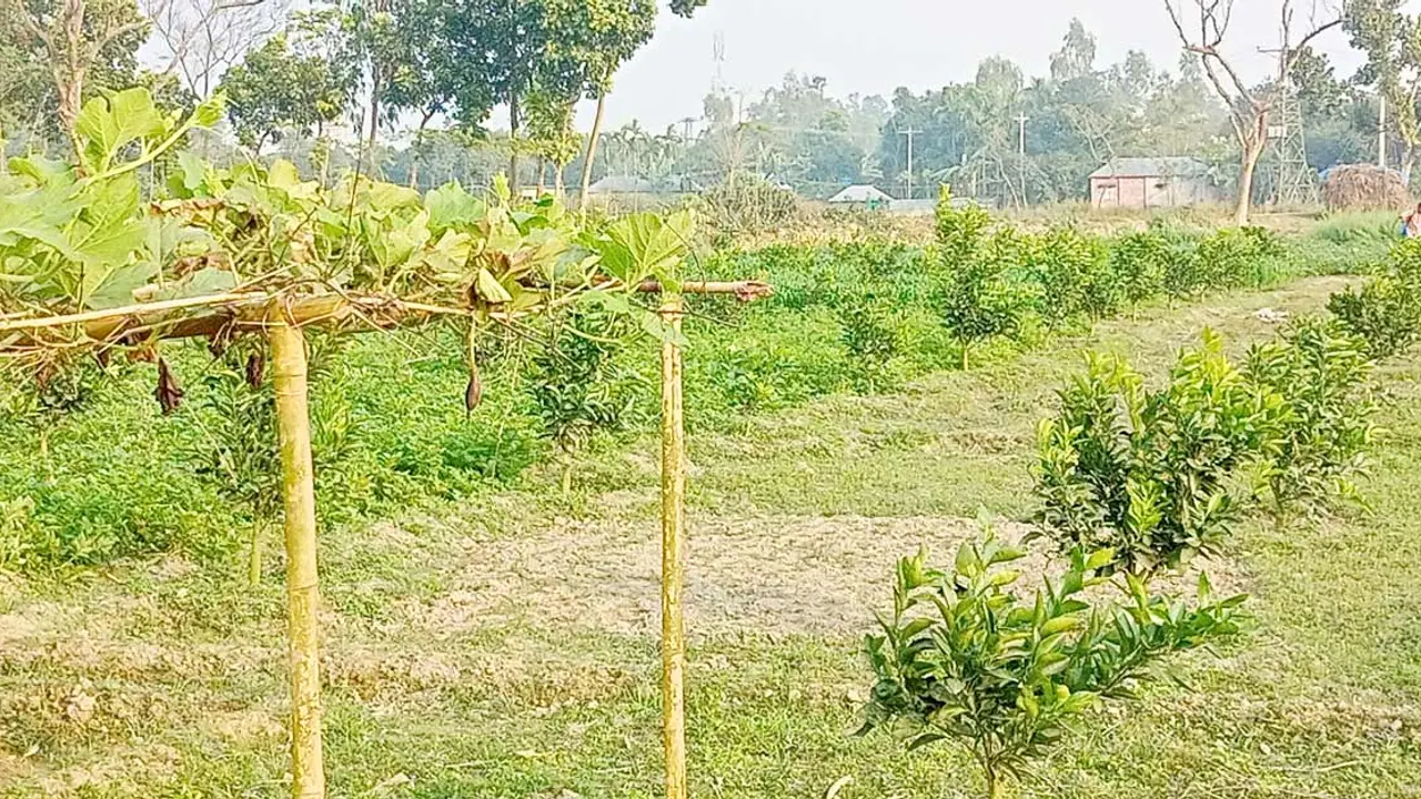 এক জমিতে ১১ ফসল