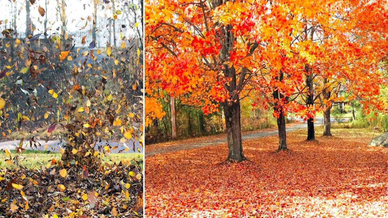 যে ৪ জিকিরে গুনাহ গাছের পাতার মতো ঝরে যায়
