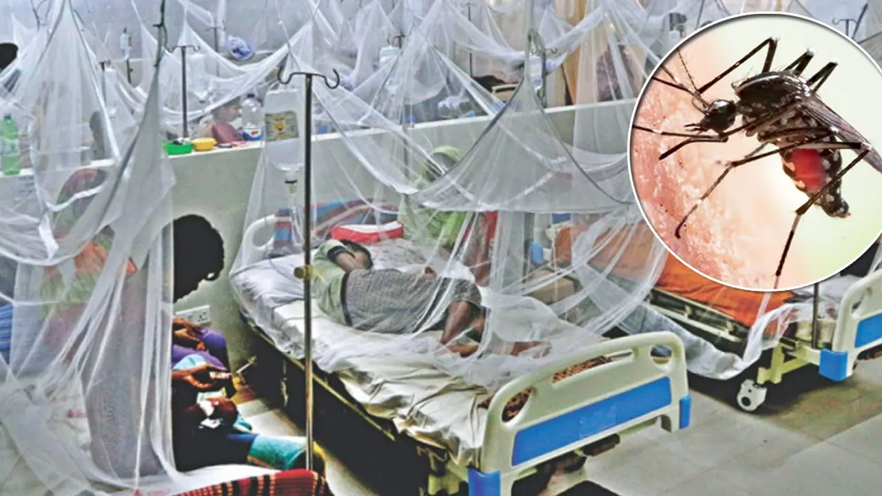 ডেঙ্গু : ২৩ দিনে হাসপাতালে ভর্তি ৬৫৩৮, মৃত্যু ১৩