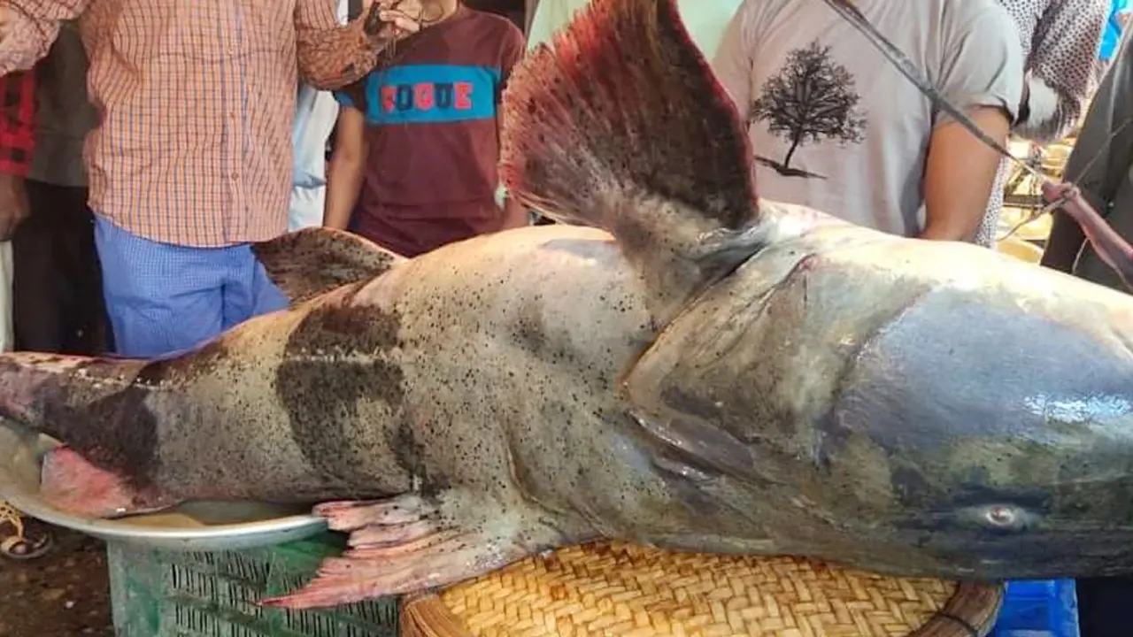 জালে ধরা পড়ল ১০০ কেজির বাঘাইড়, দাম হাঁকছেন এক লাখ