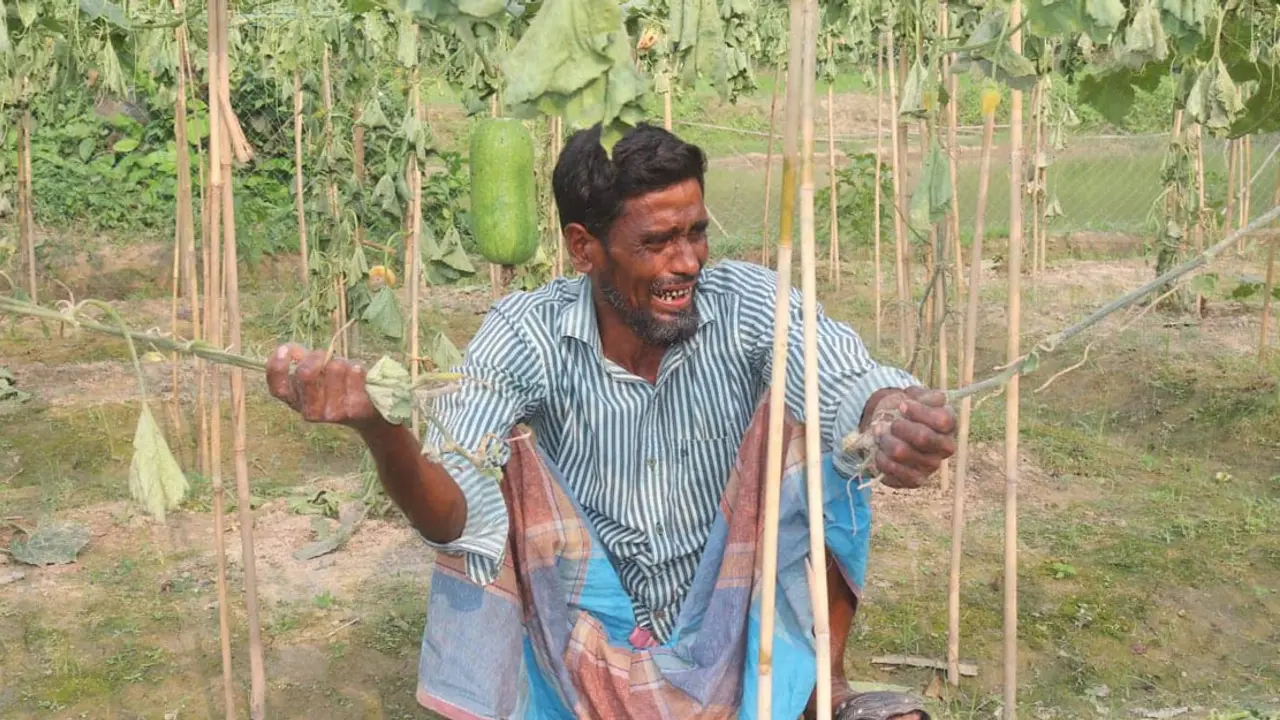 লাউ-কুমড়া গাছ কেটে দিল দুর্বৃত্তরা, থামছেই না নজির মিয়ার কান্না