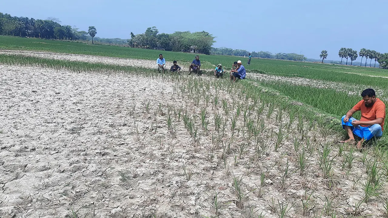 লোনা পানিতে নষ্ট হচ্ছে ভোলার কৃষকের স্বপ্ন