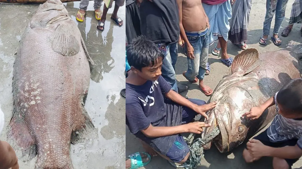 সেন্ট মার্টিনে ধরা পড়ল ১৪০ কেজির বোল মাছ