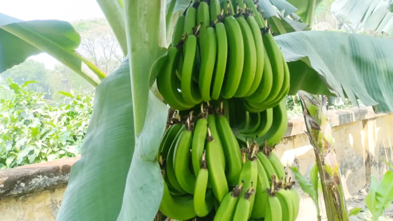 নতুন জাতের এক কাঁদিতে ২০০ কলা
