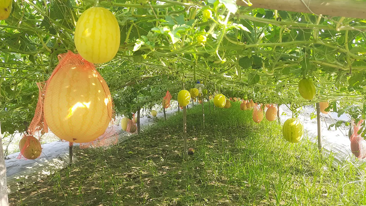 নতুন জাতের তরমুজে আনোয়ারের সফলতা