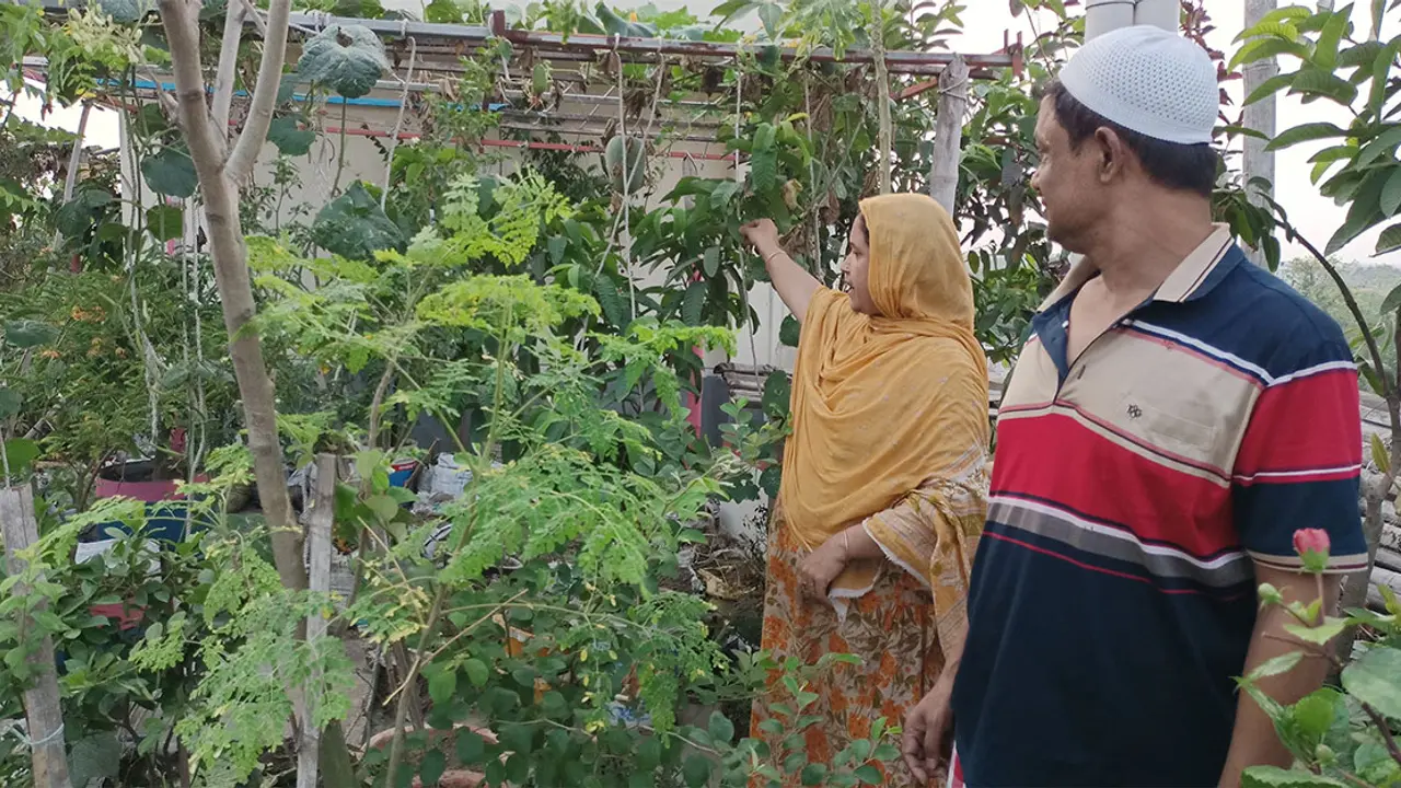 ২৫০ প্রজাতির গাছ নিয়ে গৃহিণী হেনার ছাদকৃষি