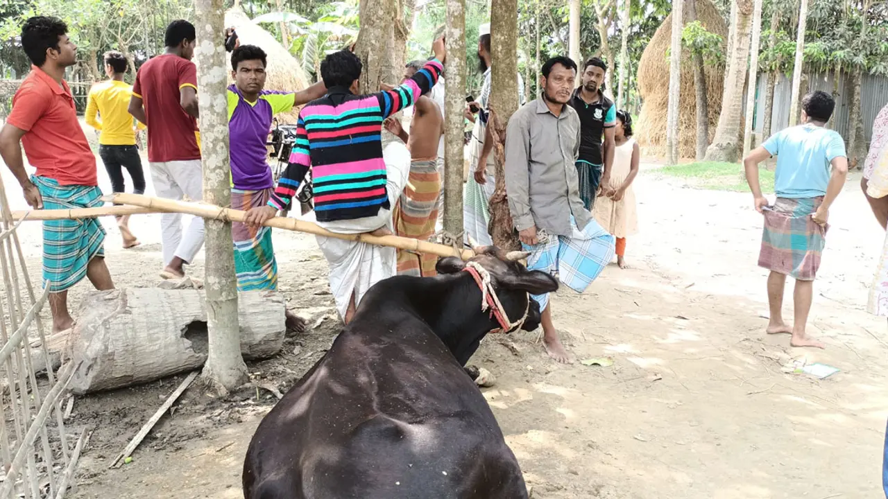 শেরপুরে অজ্ঞাত রোগে ২০ গরুর মৃত্যু, আতঙ্কে খামারিরা