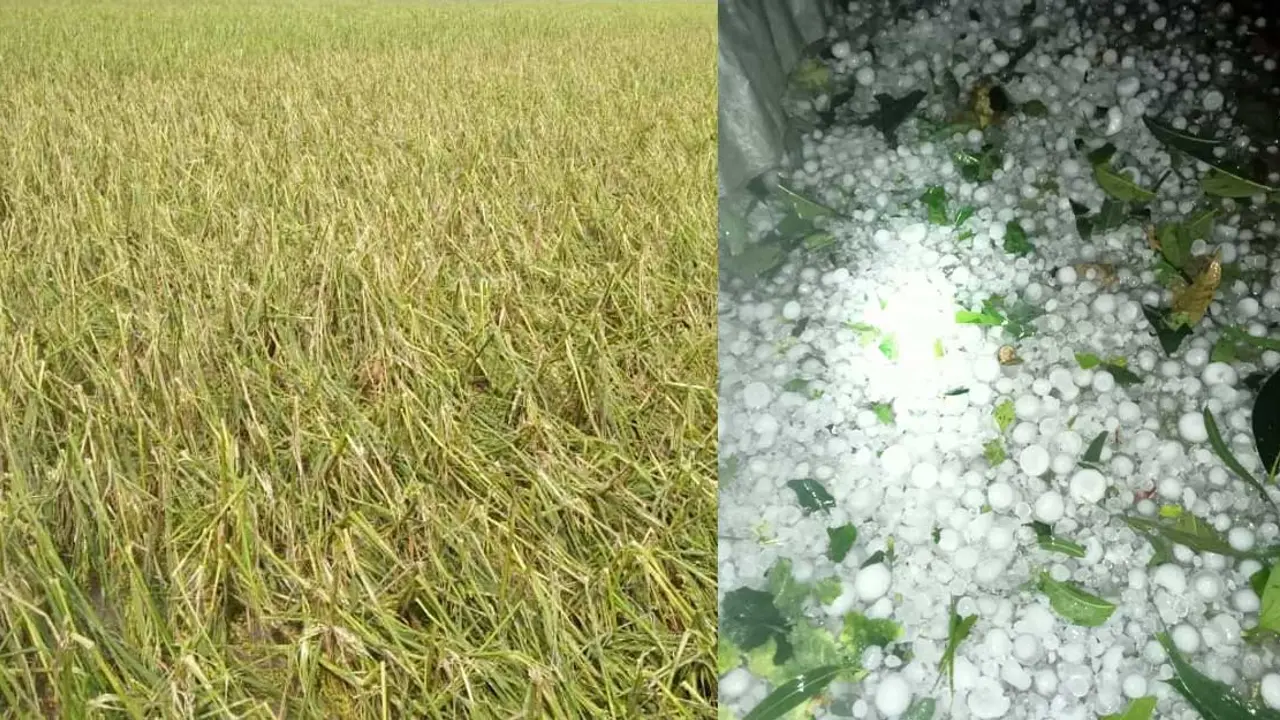 শেরপুরে শিলাবৃষ্টিতে ৫শ হেক্টর জমির ফসল ক্ষতিগ্রস্ত