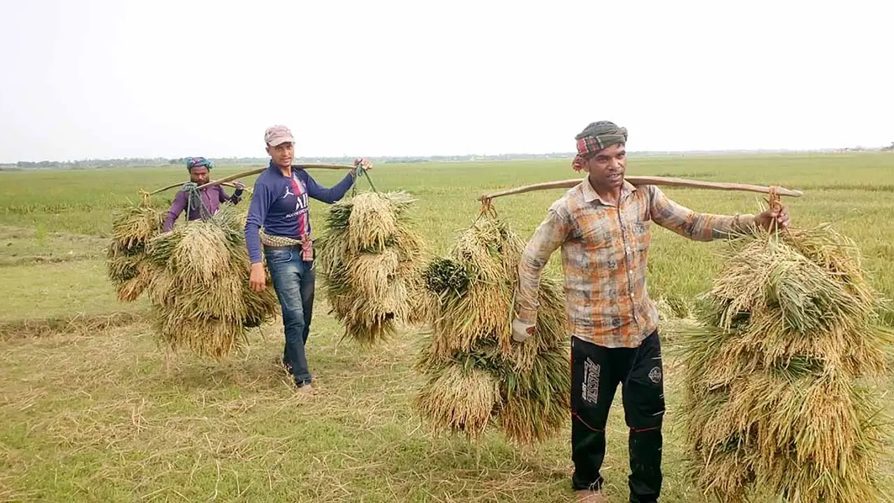 সুনামগঞ্জে ভাঙছে বাঁধ, আধাপাকা ধান কেটে নিচ্ছে কৃষক