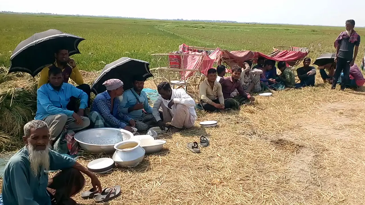 বিভিন্ন চুক্তিতে বাইরের ২১ হাজার শ্রমিক ধান কাটছেন সুনামগঞ্জে