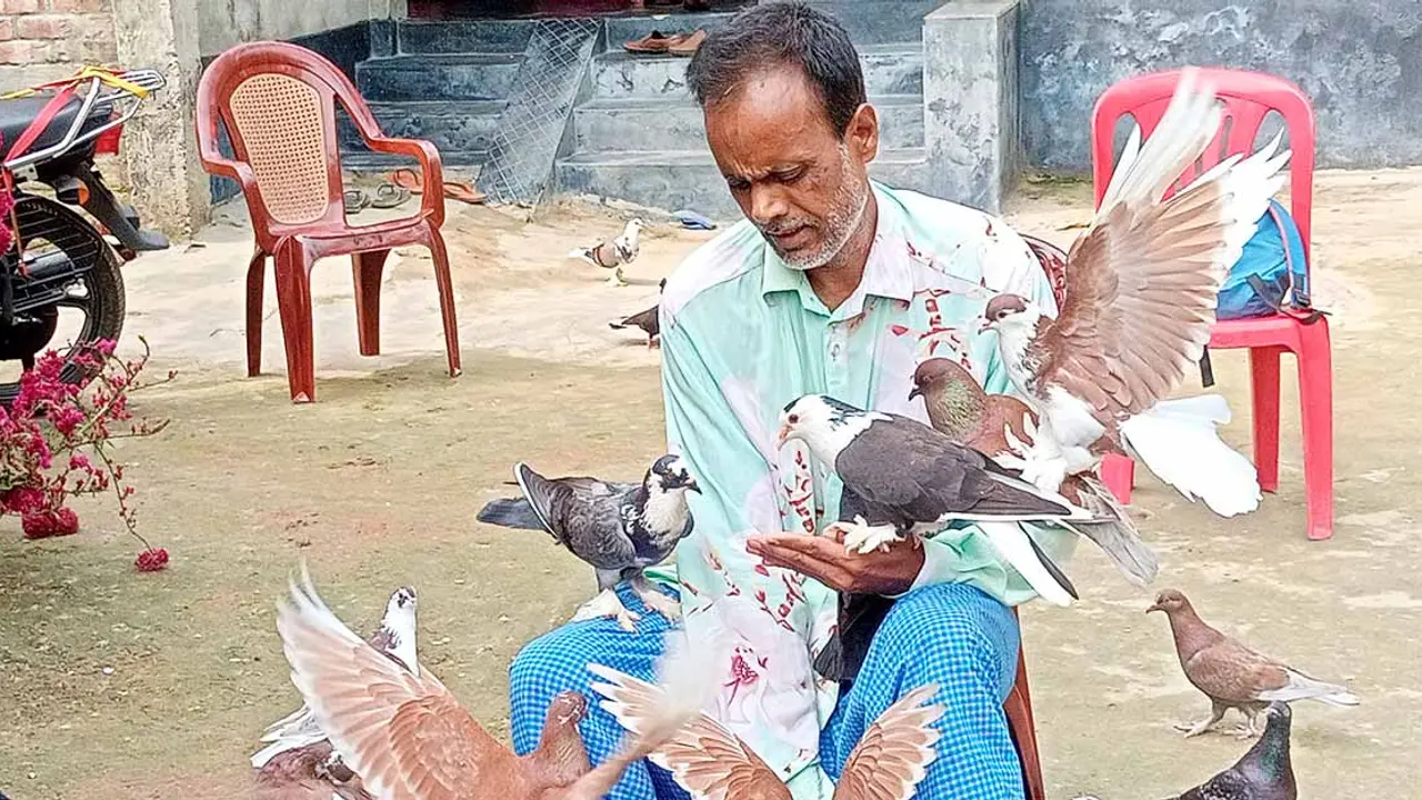 পাখি শিকারি ওয়াহেদ এখন ২০০ কবুতরের রক্ষক