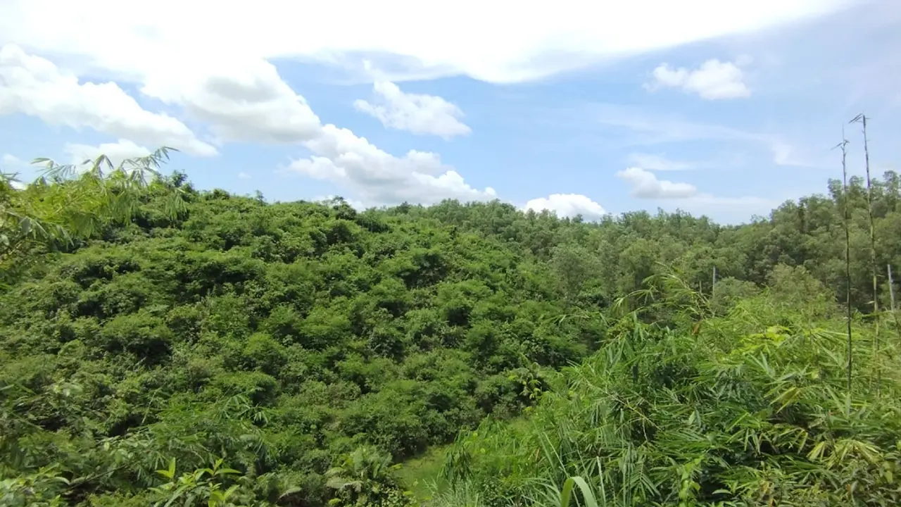 শ্রীমঙ্গলে চা বাগানে মাটিচাপায় চার নারীর মৃত্যু
