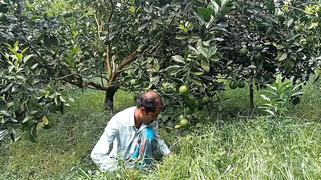 চাঁদপুরে মালটা চাষে সফল ৭ উদ্যোক্তা