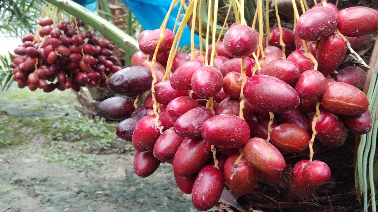আমে ক্ষতিগ্রস্ত, সৌদি খেজুরে যুবকের বাজিমাত 