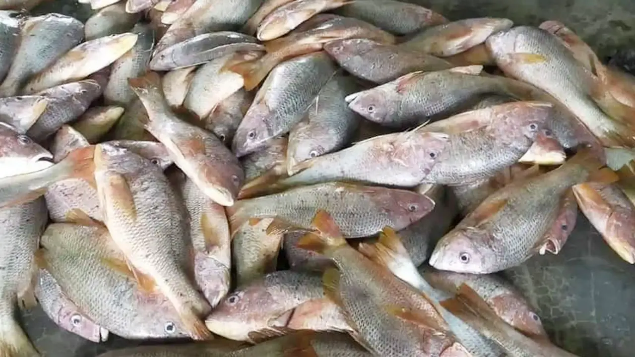 টেকনাফে এক জালে ধরা পড়লো ১৫ মণ লাল কোরাল