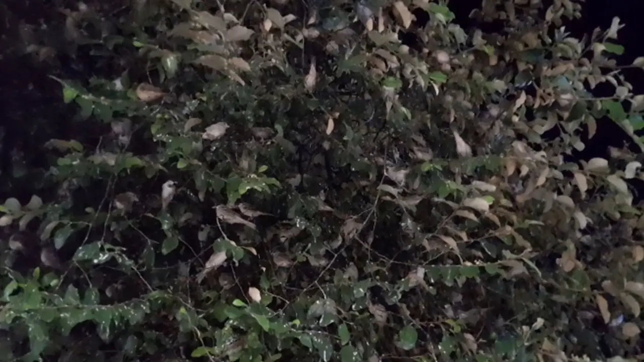 রাত হলে যেখানে মেলা বসে চড়ুই পাখির
