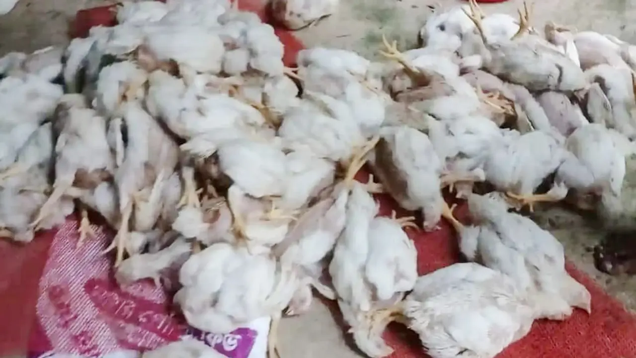 ফেনীতে লোডশেডিং, গরমে ৮০০ মুরগির মৃত্যু