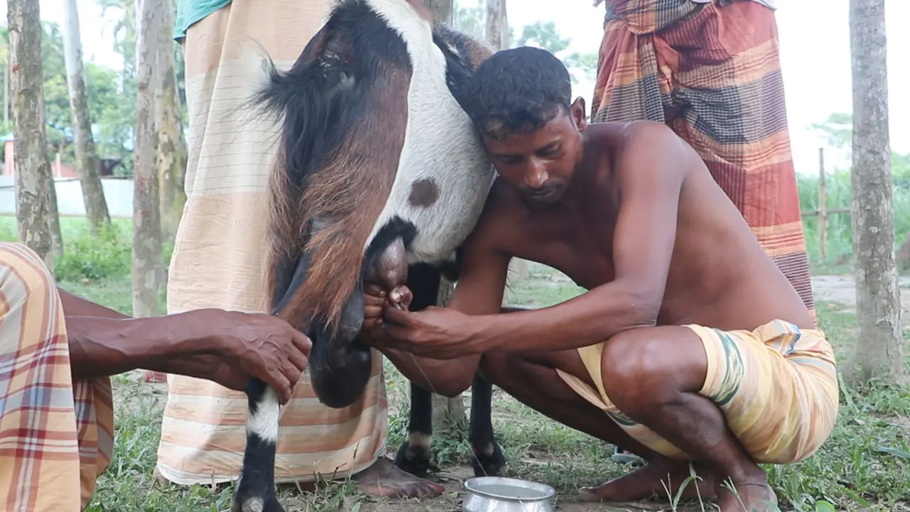 দুধ দিচ্ছে পাঁঠা!