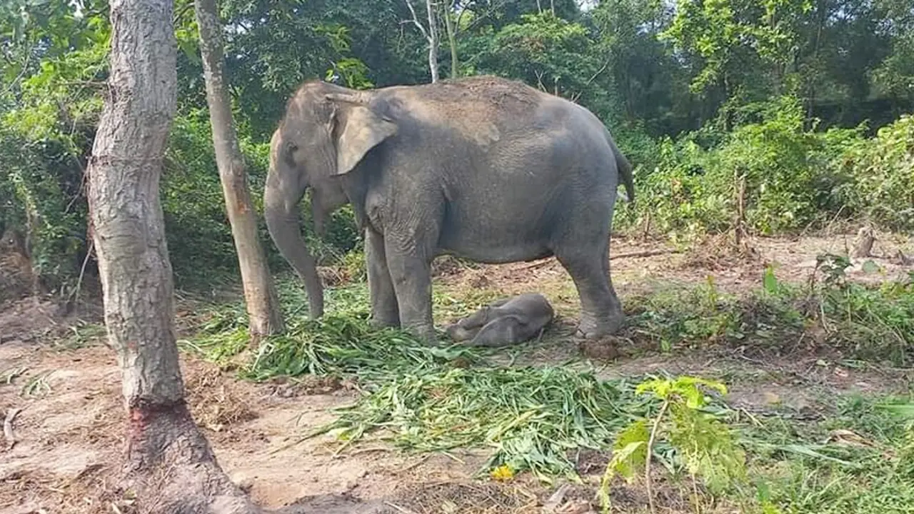 বঙ্গবন্ধু সাফারি পার্কে মা হলো বেলকলি