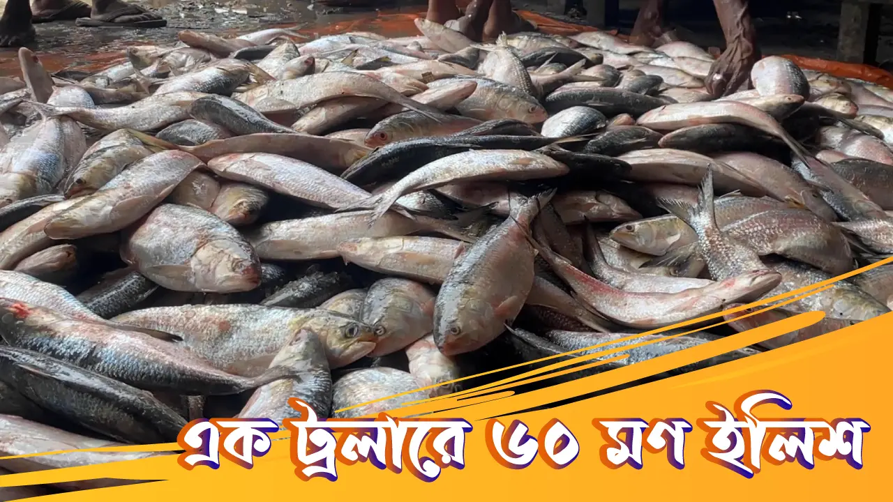 এক ট্রলারে ধরা পড়ল ৬০ মণ ইলিশ, বিক্রি ১৪ লাখে