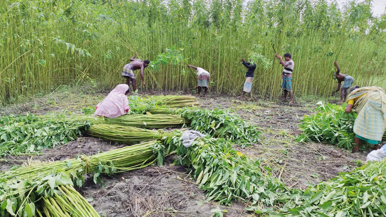 হতাশা কাটিয়ে সোনালি আঁশে কৃষকের মুখে হাসি