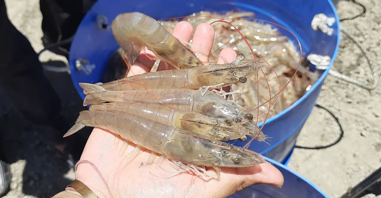 ভেনামি চিংড়ি চাষের অনুমতি পেয়েছে ১২ প্রতিষ্ঠান, উৎপাদনে দুটি