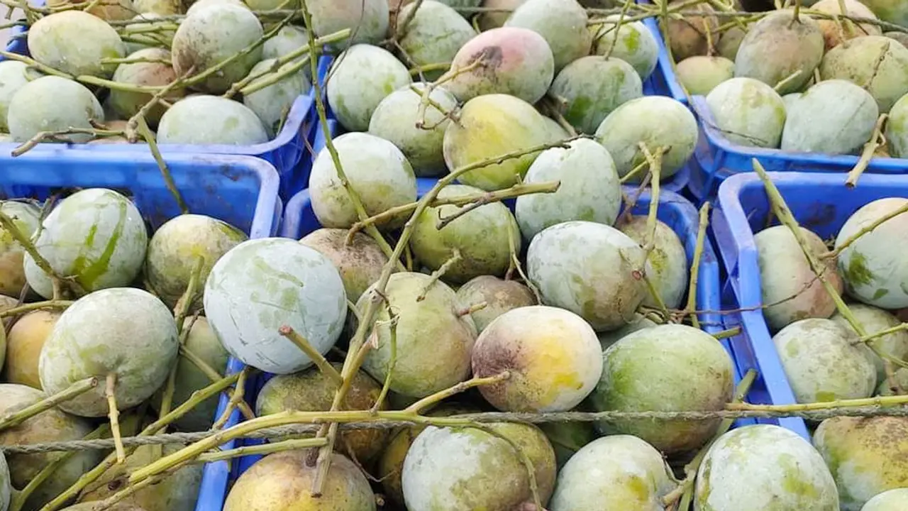 আম রপ্তানিমুখী না হলে বাড়বে সংকট