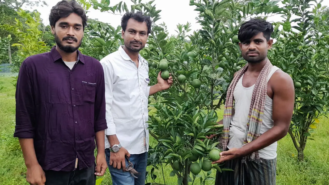 পড়াশোনা শেষ করে মাল্টা বাগান করলেন ৩ বন্ধু