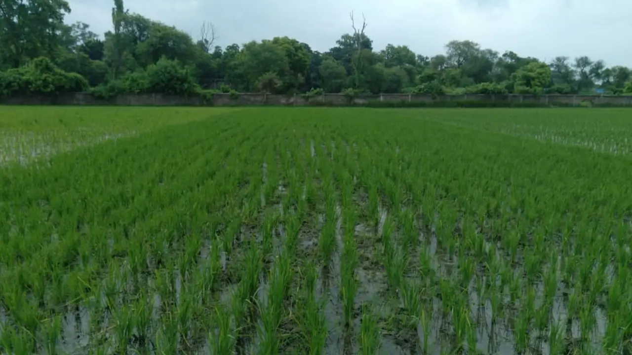 বরেন্দ্রজুড়ে আশা জাগাচ্ছে বিনা চাষে ধান