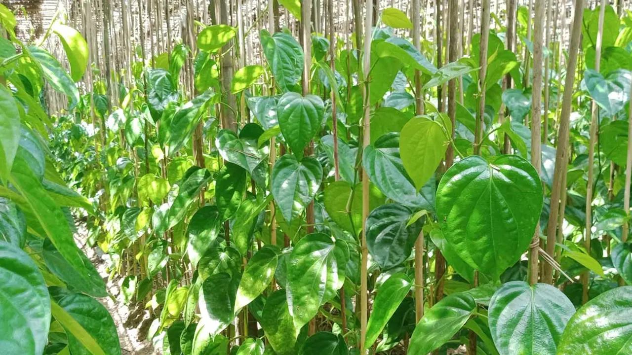 শরীয়তপুরে দাম না থাকায় বিপাকে পানচাষি