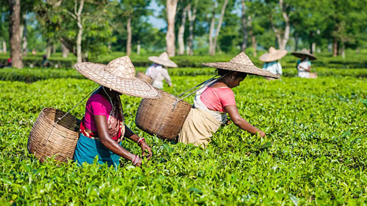 চা শ্রমিকদের যেসব কথা অনেকেরই অজানা