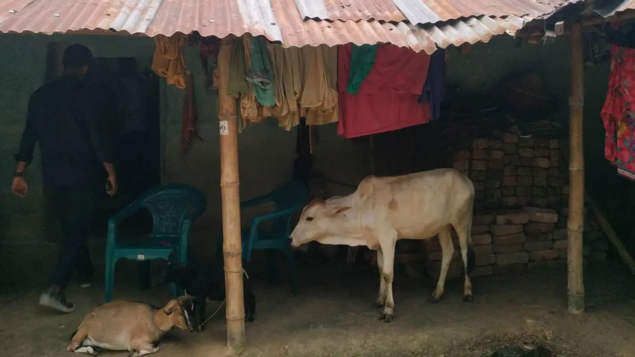 ছোট্ট ঘরের এক পাশে গরু, অন্য পাশে চা-শ্রমিকের পরিবার
