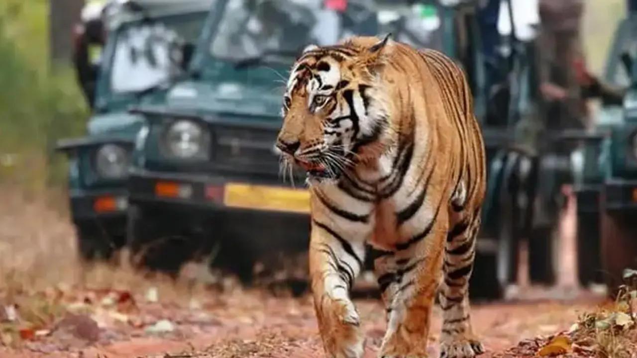 ‘স্বভাবে ভীষণ উগ্র’ বাঘের কারাদণ্ড!