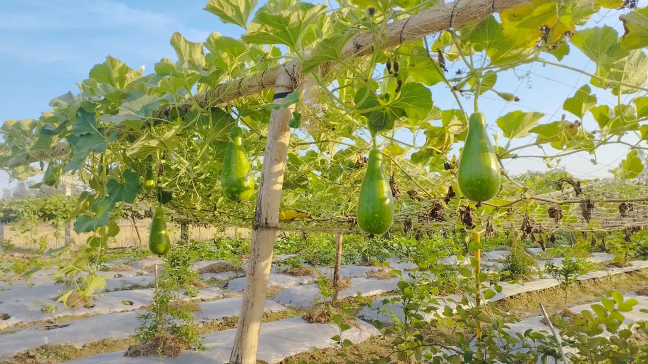 হাওরের তীরে সবজি চাষে আয়েশার সাফল্য