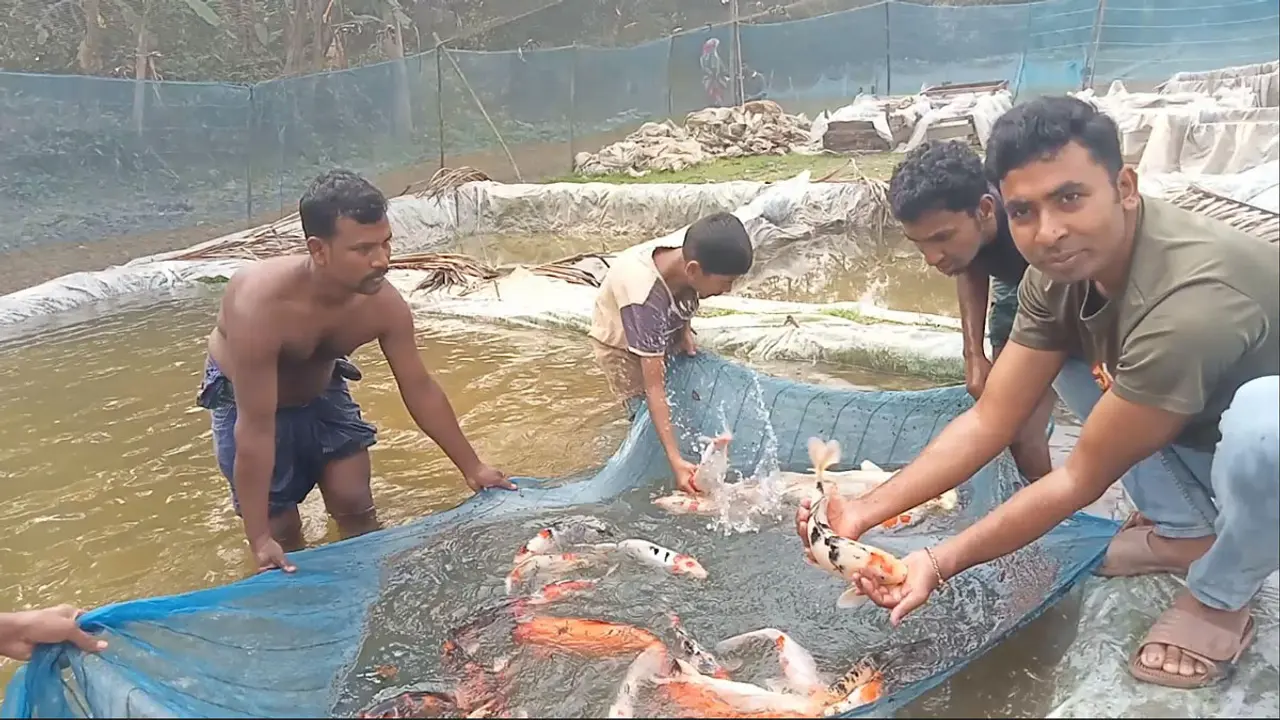রঙিন মাছ জীবন রাঙিয়ে দিয়েছে তারেকের