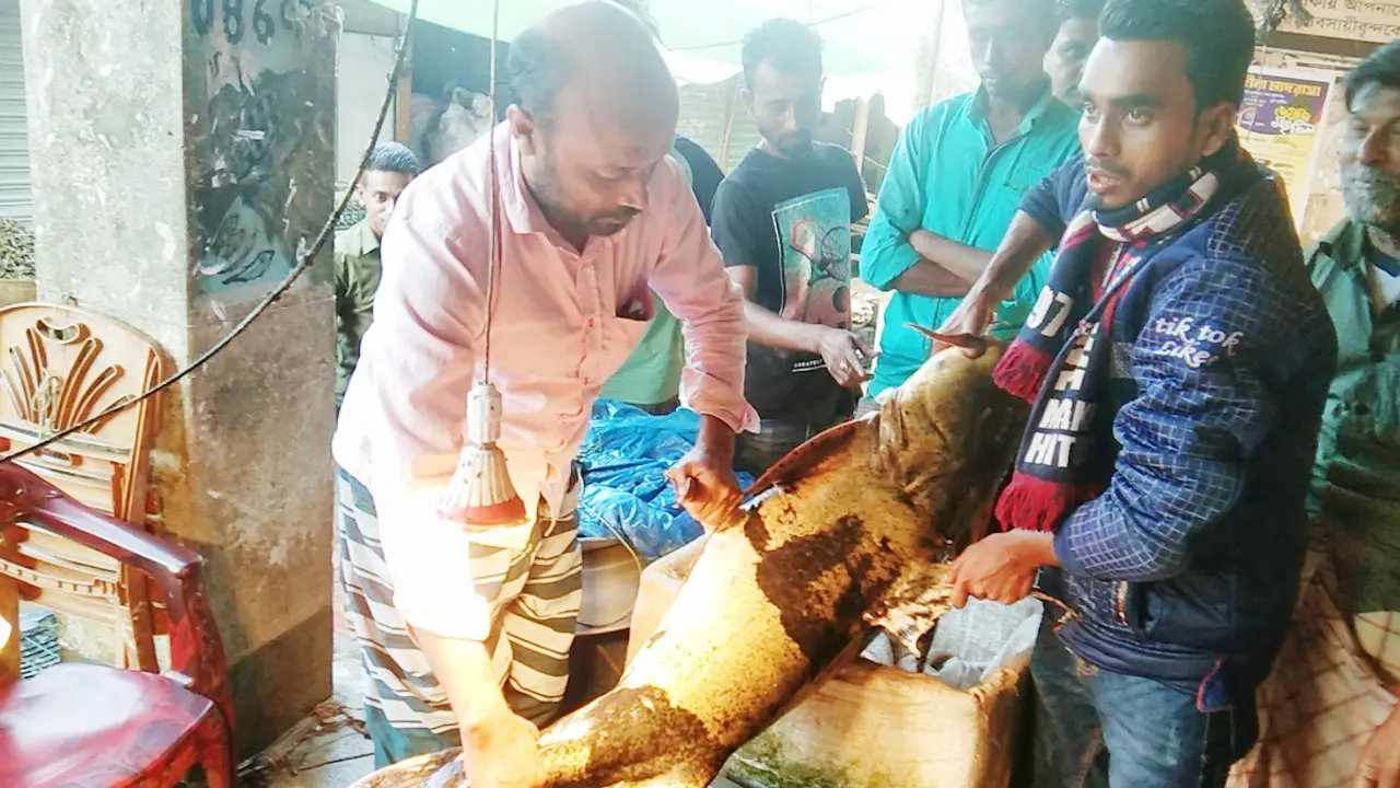 ২৮ কেজি ওজনের বাঘাইড় বিক্রি হলো ৪২ হাজারে