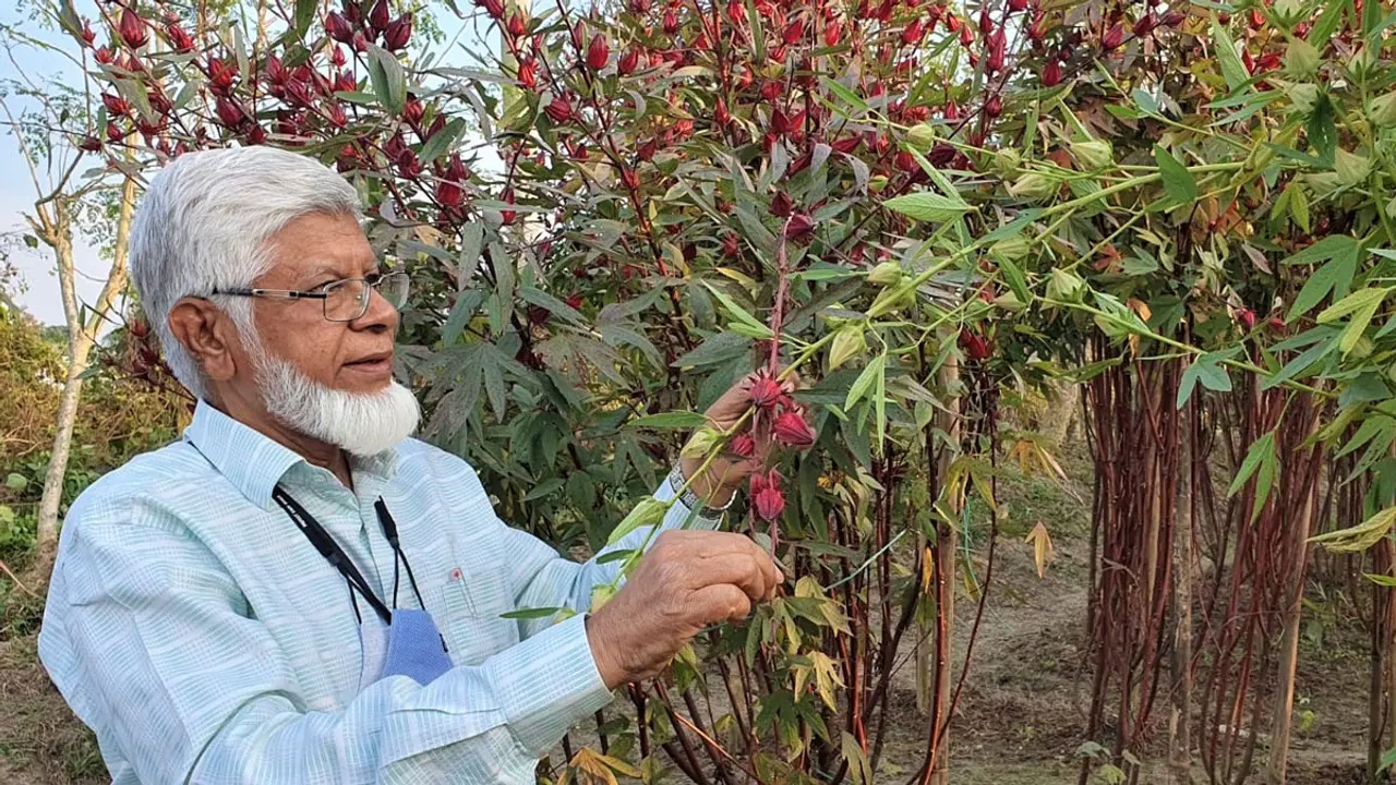 চুকুরগাছ থেকে মুখরোচক খাদ্য-পানীয় উদ্ভাবন করলেন বাকৃবি শিক্ষক