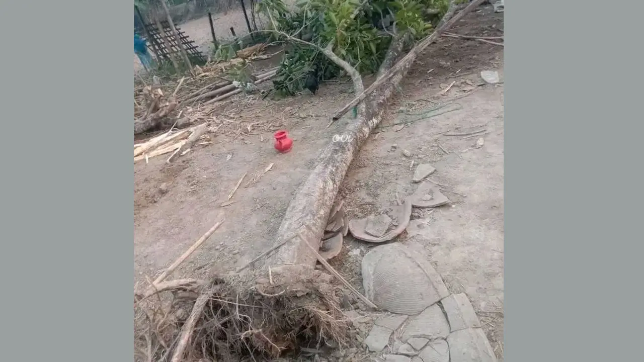 দোল খাওয়ার সময় গাছচাপায় প্রাণ গেল শিশুর