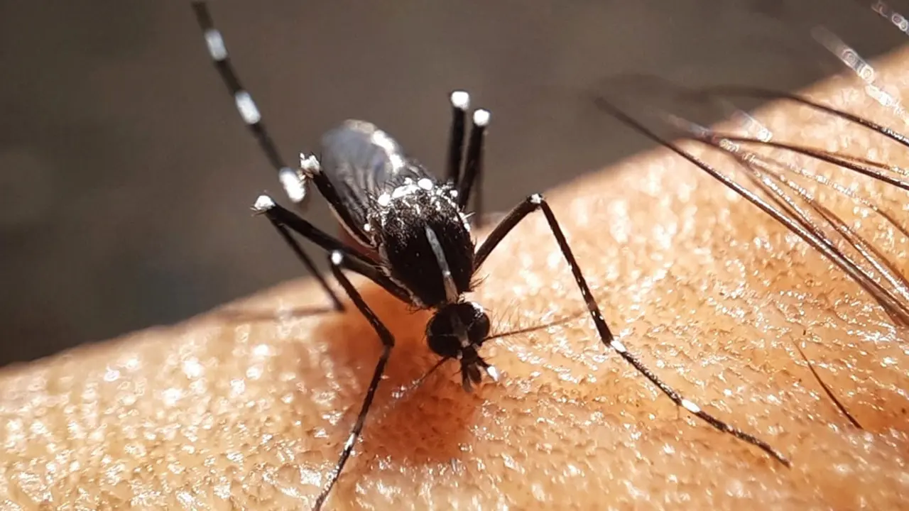 ১৮ দিনে ১৭ ডেঙ্গু রোগীর মৃত্যু, শনাক্ত ৪০৫০