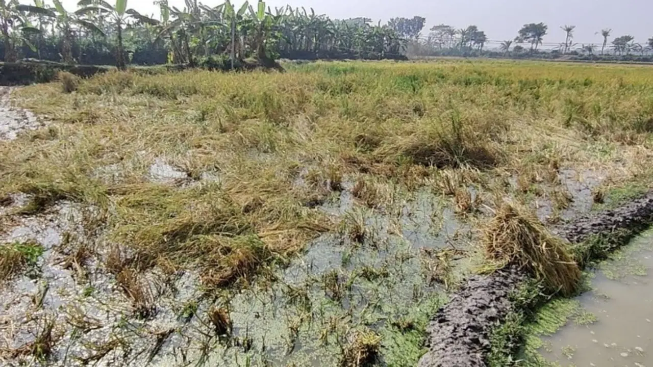 পুকুর সেচের পানিতে ৪০ বিঘা জমির পাকা ধান ও বীজতলা নষ্ট