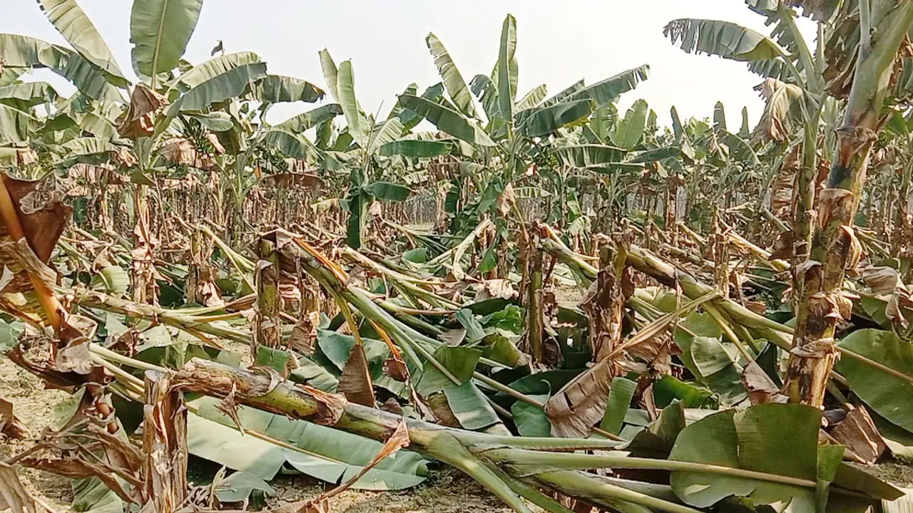 শত্রুতার বলি ৬০০ কলাগাছ