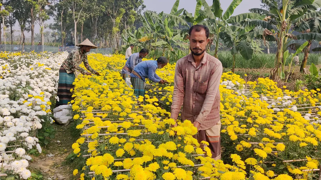 বিজয় দিবসে অর্ধকোটি টাকার ফুল বিক্রির আশা ঝিনাইদহের চাষিদের