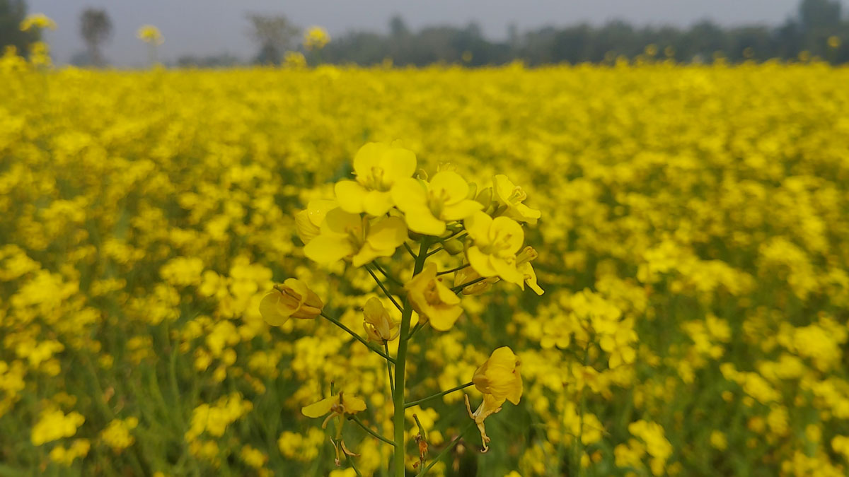 Dhaka post