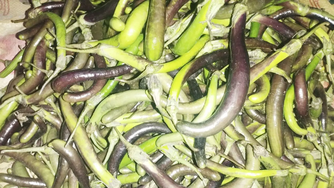 কুড়িগ্রামে বেগুনের কেজি ৭ টাকা